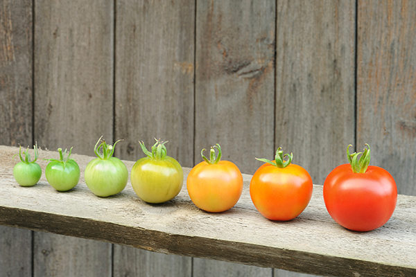 Faire pousser des tomates pour combattre les pirates informatiques